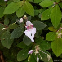 Impatiens thwaitesii Hook.f. ex Grey-Wilson